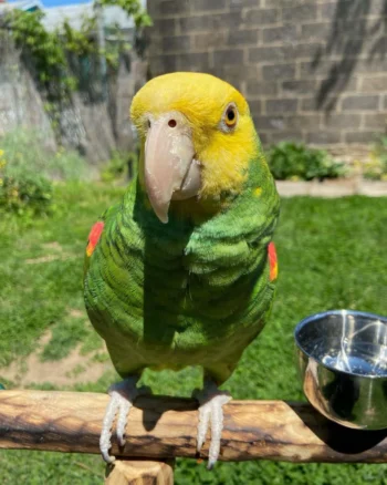 Amazon Parrots For Sale