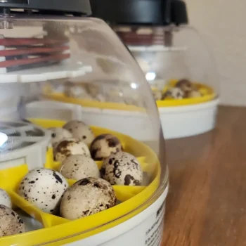 Incubators for Sale