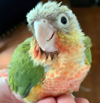 Pineapple Green-Cheeked Conure parrots for sale