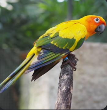 Conure Parrots
