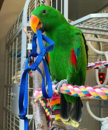 Eclectus Parrots for Sale