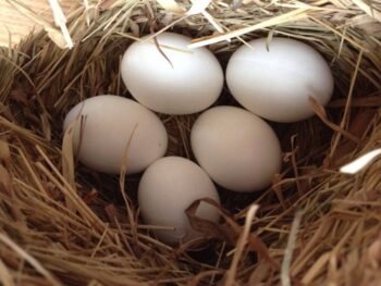 Black-Plumaged Cockatoo Parrot Eggs