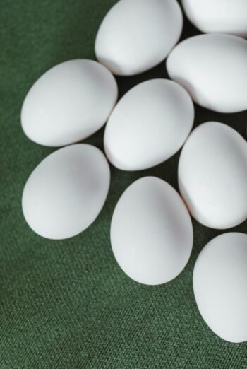African Grey Parrot Eggs