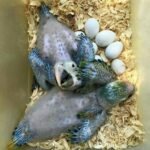 Blue-Throated Macaw Eggs