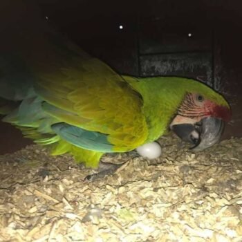Buffon Macaw Parrot Egg