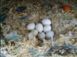 Buy Fertile Hybrid Macaw Eggs