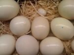 ‎Buy Gang Gang Cockatoo Paruncommon