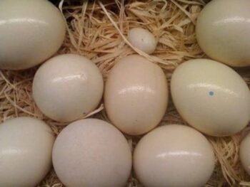 ‎Buy Gang Gang Cockatoo Paruncommon
