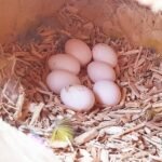Eclectus Parrot Eggs