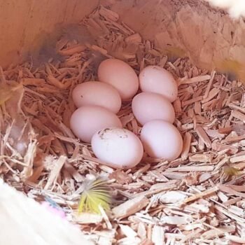 Eclectus Parrot Eggs