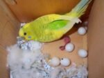 Goffins Cockatoo Parrot Eggs