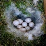 Green Thiged Caiques Eggs