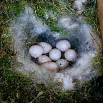 Green Thiged Caiques Eggs