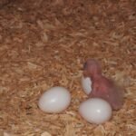 Hahn's Macaw Parrot Eggs