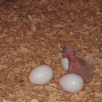 Hahn's Macaw Parrot Eggs