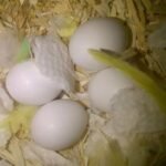 Harlequin Macaw Eggs