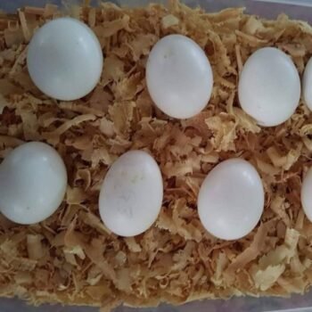 Moluccan Cockatoo Parrot Eggs