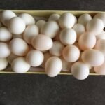 Red Factor African Grey Eggs