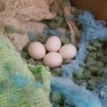 Rose Breasted/Galah Cockatoo Parrot Egg