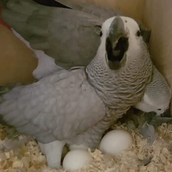Timneh African Grey Parrot Eggs