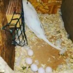 Umbrella Cockatoo Eggs