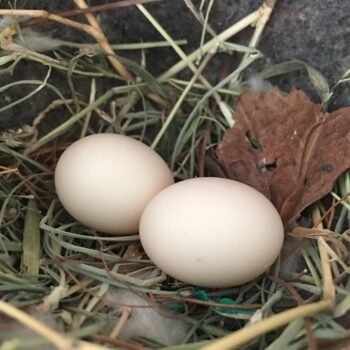 Yellow Crowned Amazon Parrot Eggs