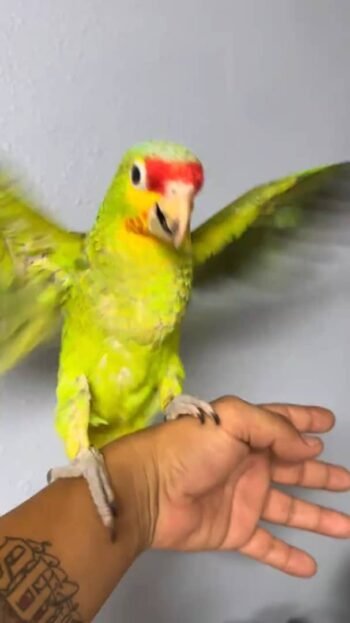 Lilac-crowned Amazon parrot
