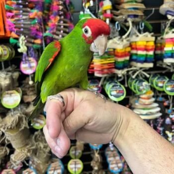 Cherry Headed Conure for sale Order