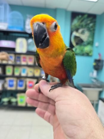 Jenday Conure parrots for sale