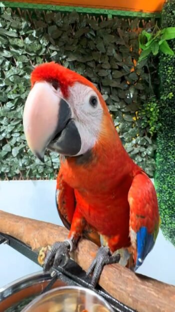 Scarlet Macaw for sale