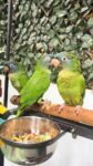 Blue Crown Conure for sale