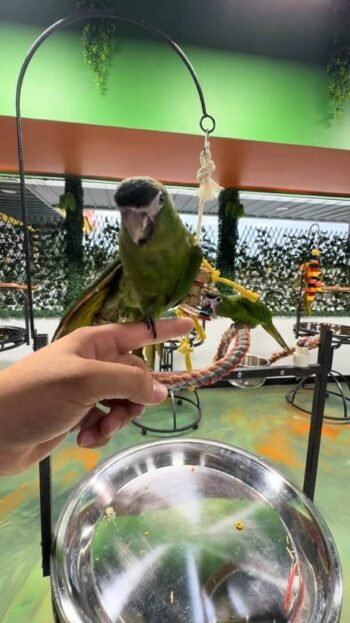Hahn’s Macaw for sale