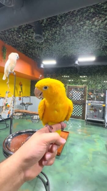 Golden Conure parrots for sale