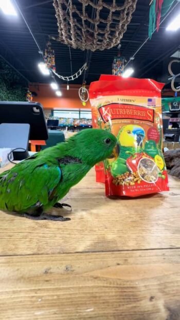 Male Eclectus parrots for sale