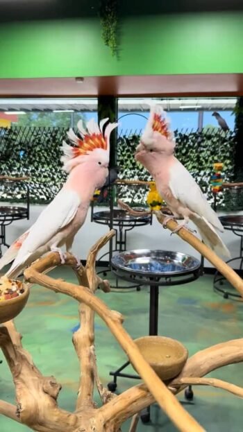 ‎Major Mitchell Cockatoo