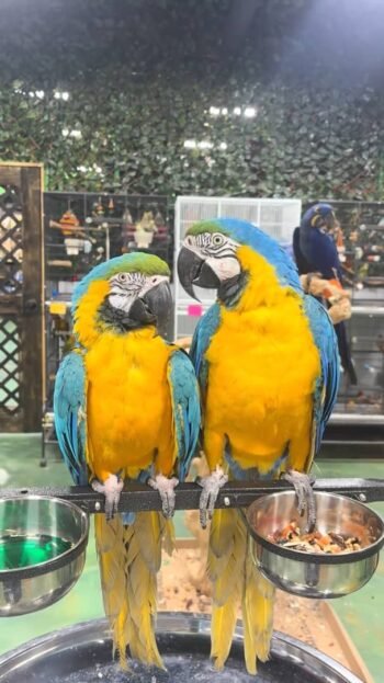 Blue and Gold Macaws for sale