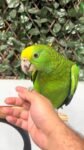 Yellow Headed Amazon for sale
