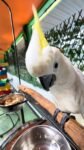 ‎Lesser Sulphur Crested Cockatoo for sale