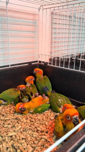 baby sun conure parrots for sale