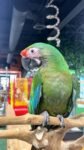 Military Macaw parrots for sale