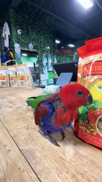 Female Eclectus parrots for sale