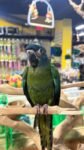 Blue Headed Macaw for sale