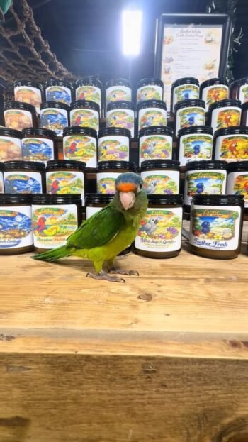 orange-fronted conure parrots for sale