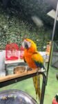 Female Blue and Gold Macaw Parrots