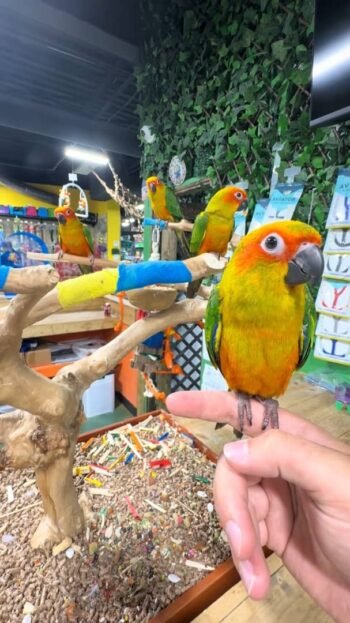 Sun Conure parrots for sale