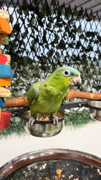 Mealy Amazon Parrot for sale​