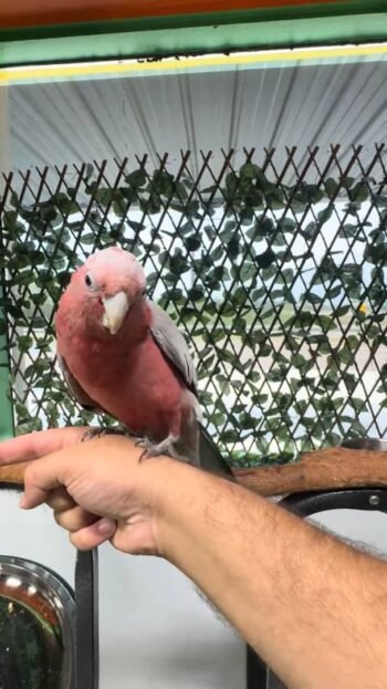 ‎Rose Breasted Cockatoo