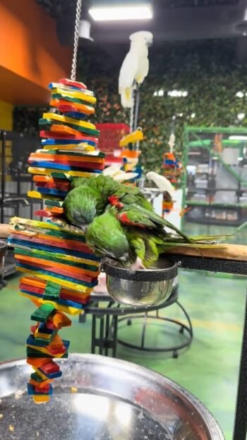 ‎A pair female of Hahn's macaw parrots