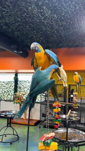 Female Blue and Gold Macaw parrots for sale