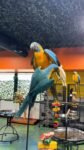 Female Blue and Gold Macaw parrots for sale